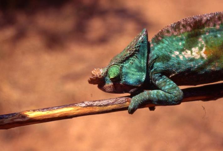 Images/andasibechameleon.jpg